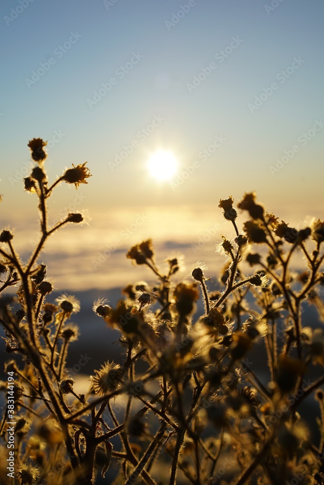 Obraz premium flowers against sunrise sky 