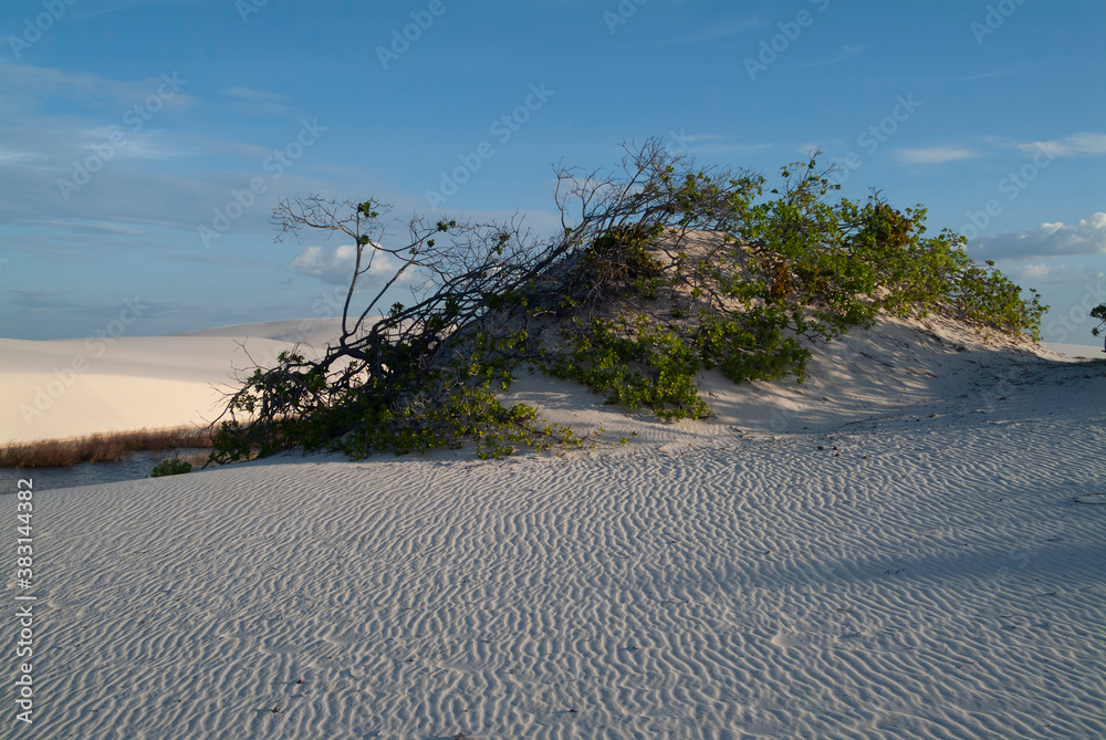 
Vegetation in the dunes