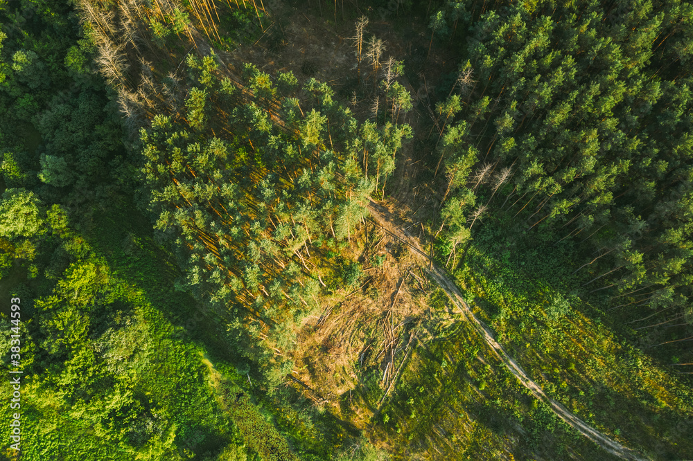 Aerial View Green Forest Deforestation Area Landscape. Top View Of Fallen Pine Woods Trunks And Growing Forest. European Nature From High Attitude In Summer Season. Drone View. Bird's Eye View Aerial View Green Forest Deforestation Area Landscape. Top View Of Fallen Pine Woods Trunks And Growing Forest. European Nature From High Attitude In Summer Season. Drone View. Bird's Eye View