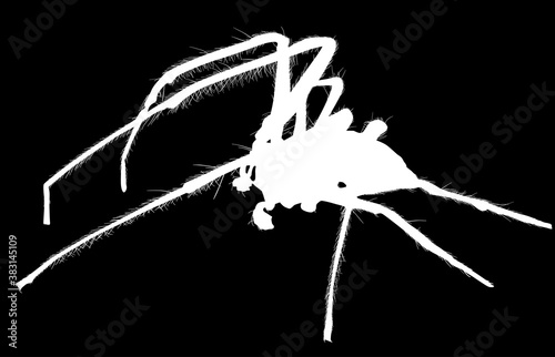 orb-weaver white spider silhouette  on black