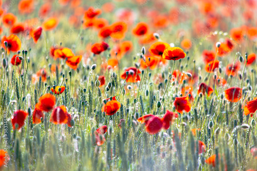 Obraz premium Poppy Field in the heart of germany Thuringia, sun is coming up and gives the poppy a sparkling touch, Weckersdorf, Thuringia