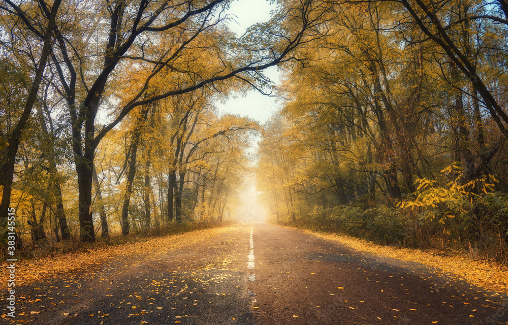 Autumn forest in fog with country road at sunset. Colorful landscape with rural road in tunnel of trees, orange leaves in fall. Travel. Autumn colors. Amazing forest with vibrant foliage and sunlight Autumn forest in fog with country road at sunset. Colorful landscape with rural road in tunnel of trees, orange leaves in fall. Travel. Autumn colors. Amazing forest with vibrant foliage and sunlight
