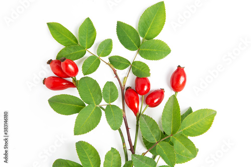 Dog rose Rosehips, types Rosa canina hips herbal Medicinal plants herbs composition isolated on white