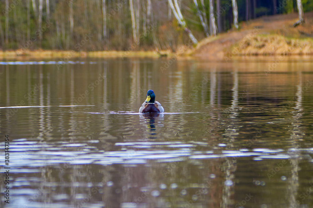 Ducks on the lake in the wild. Beautiful reflections of water in the forest Ducks on the lake in the wild. Beautiful reflections of water in the forest