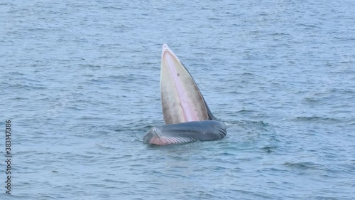 Bryde's whale or Eden's whale is eating fish on sea surface by open mouth and move as circle then swallow all remaining fish and look beautiful and amazing.