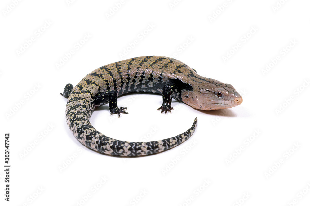 オオアオジタトカゲ 白バック Stock 写真 Adobe Stock