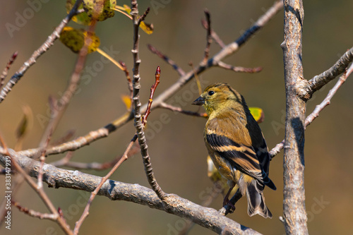 American Goldfinch Perched in tree in late fall