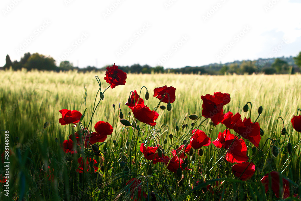 Obraz premium Landscapes of Marche , Italy: countryside.