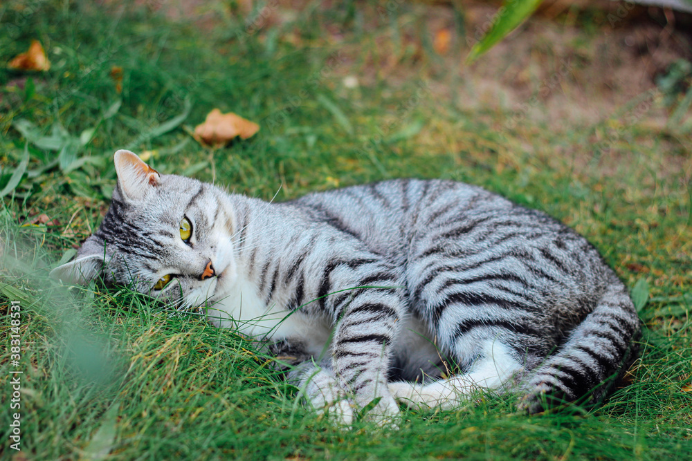 Beautiful tabby cat on the grass