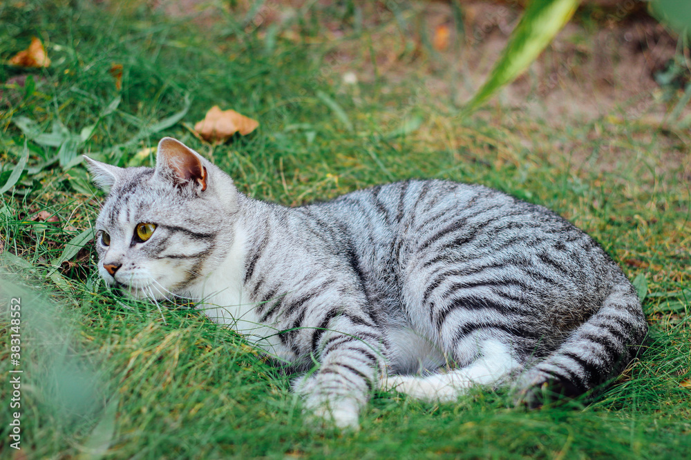 Naklejka premium Beautiful tabby cat on the grass