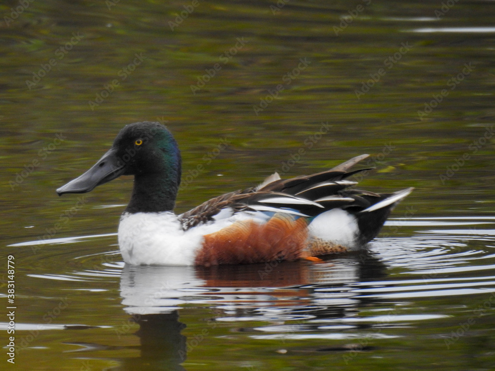 Male northern shoveler on Merritt Island, Florida Male northern shoveler on Merritt Island, Florida
