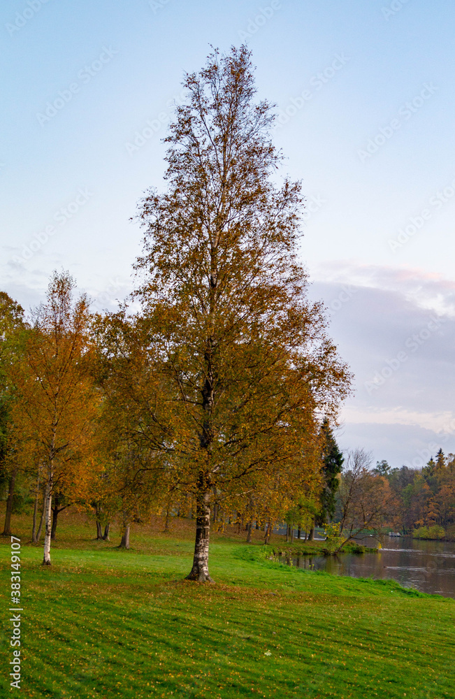 autumn in the park