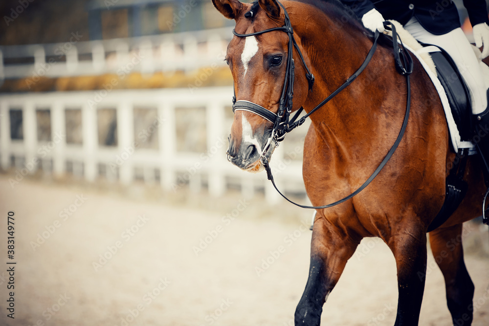 Portrait sports red stallion in the double bridle. Portrait sports red stallion in the double bridle.