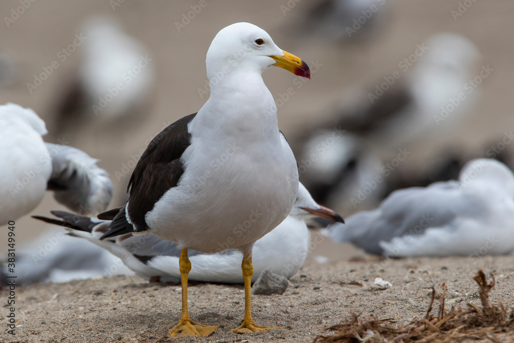 Obraz premium Gaviota