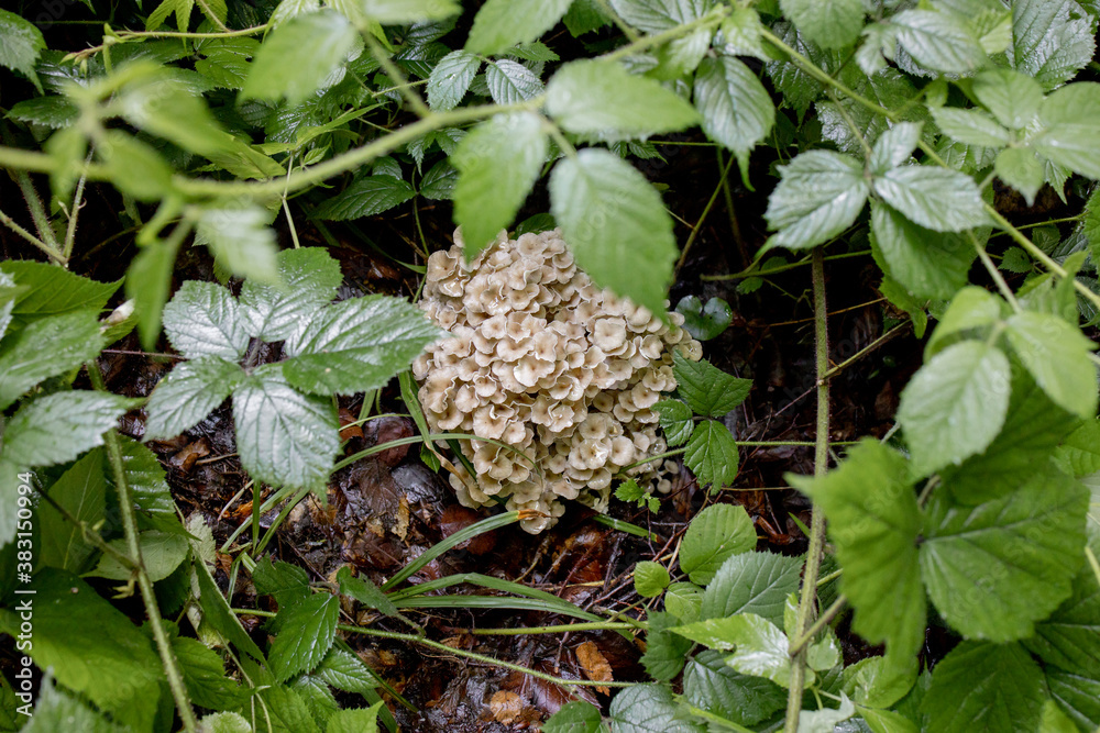 Oyster Mushrooms in the summer forest. A welcome find for the mushroom picker. Valuable and delicious culinary ingredient Oyster Mushrooms in the summer forest. A welcome find for the mushroom picker. Valuable and delicious culinary ingredient