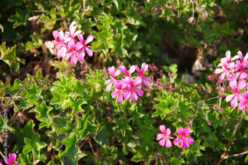 High angle close-up view with selected focus of beautiful delicate pink blossoms of a garden shrub