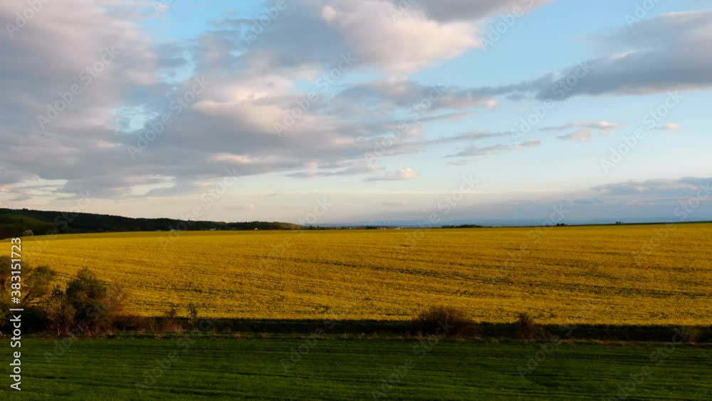 Aerial view sunset rapeseed field