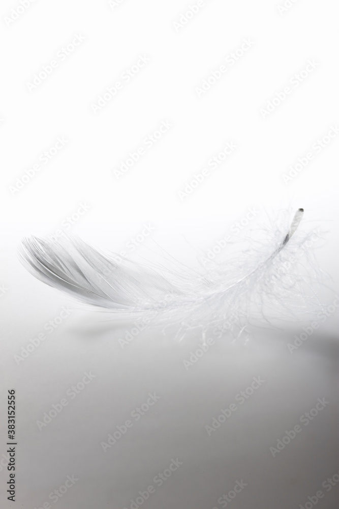 Obraz premium 羽