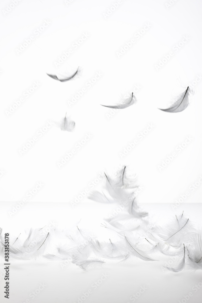 羽 羽