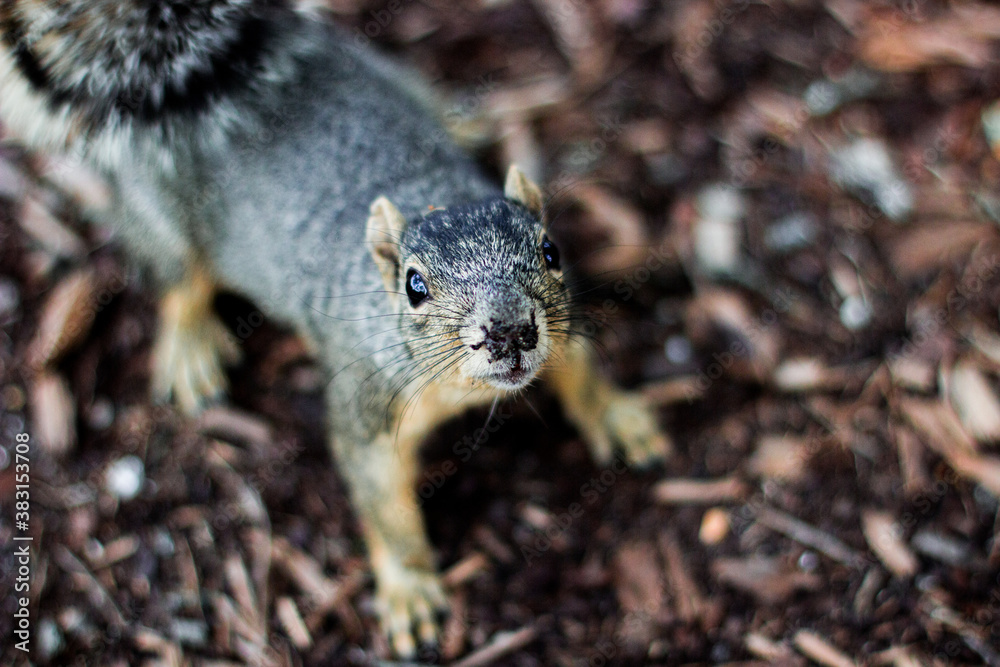 squirrel in the forest