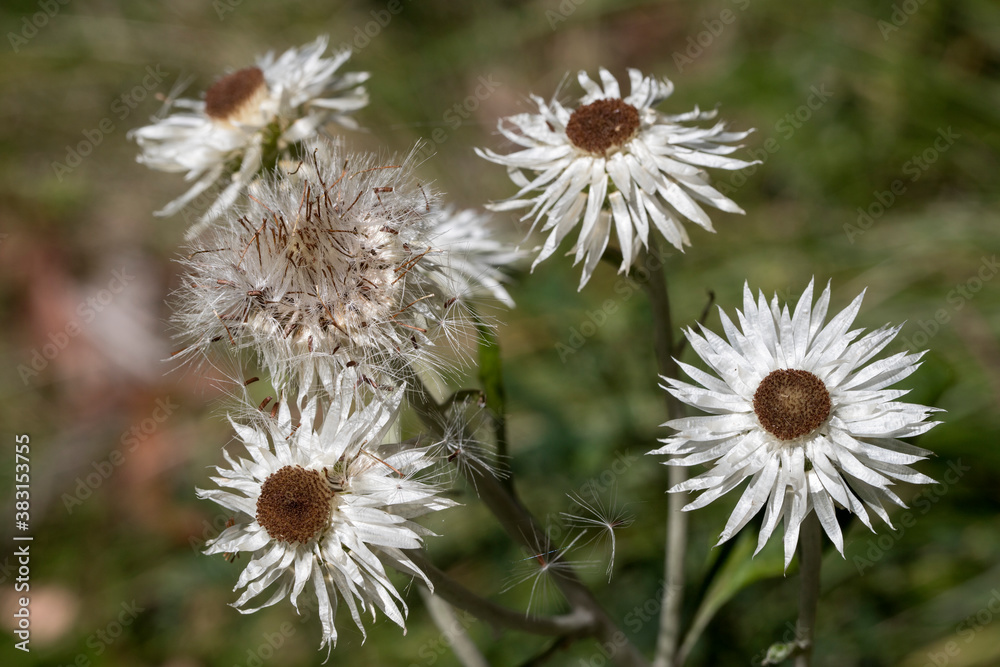 White Paper Daisies dispersing seeds in the wind White Paper Daisies dispersing seeds in the wind