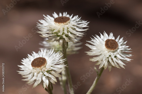 White Paper Daisies with brown background