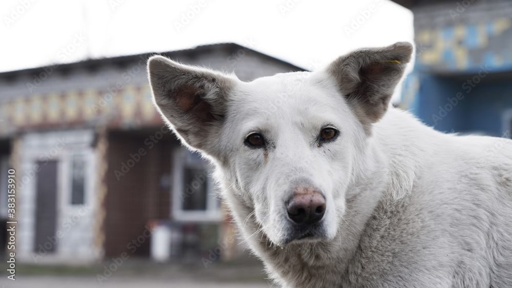 close-up portrait white homeless dog looks at the camera screen, protection of pets, yard dog
