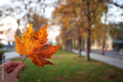 Autumn leaf leaf Platanus in the hands of a girl  copy space. Autumn  leaf fall. City alley with autumn trees and beautiful sunset light.