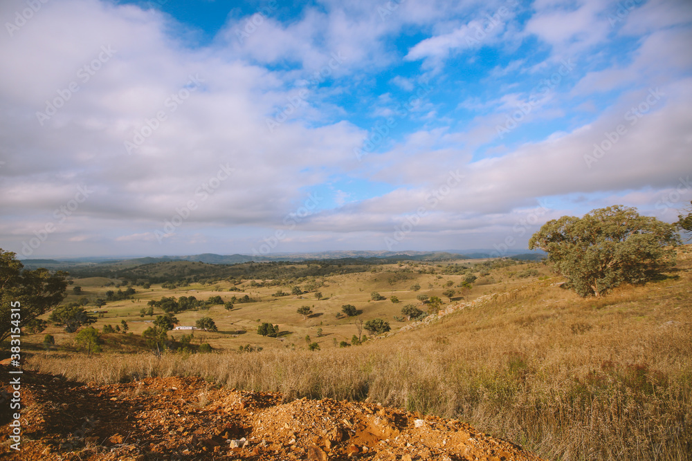 Cattle in the pasture, Australia