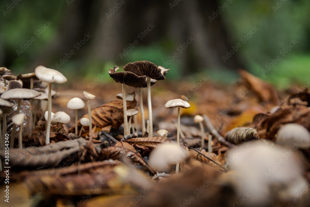 Wild mushrooms between leaves in the forest Wild mushrooms between leaves in the forest