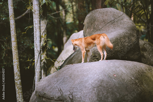 Dingo, Australia zoo