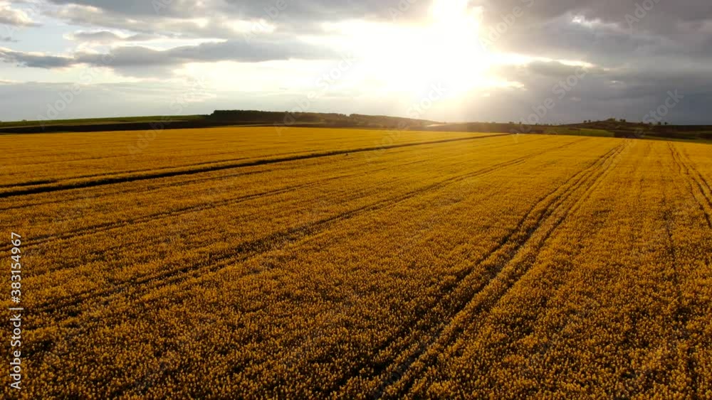 Aerial view sunset rapeseed field Aerial view sunset rapeseed field