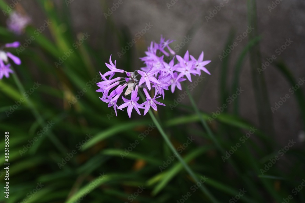 Tulbaghia violacea (Society garlic) flowers / Liliaceae perennial bulbous plant