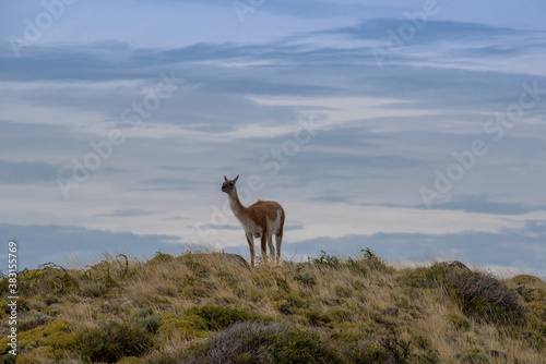 guanaco on a hill near Puerto Natales, Patagonia, Chile