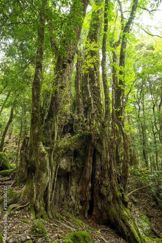 Obraz premium 森の中のカツラの巨木