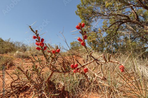 Red fruit of the Christmas cholla cactus (opuntia leptocaulis) photo