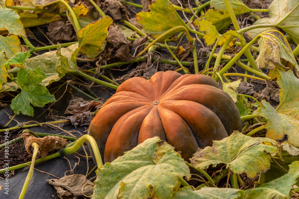 Obraz premium Big orange pumpkin