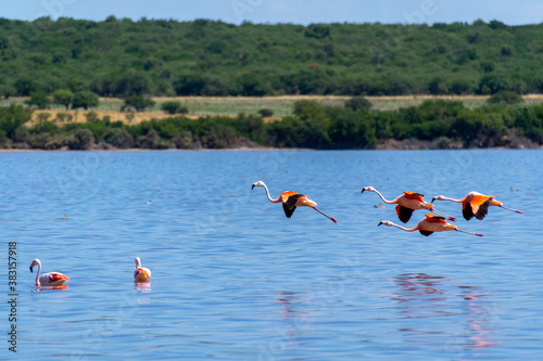 Flameco austral en la Laguna de Guatraché, La Pampa, Argentina photo