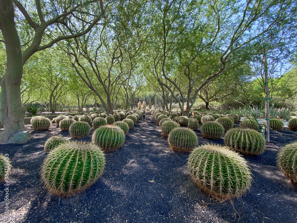 Tropical desert garden with dry plant and cactus.