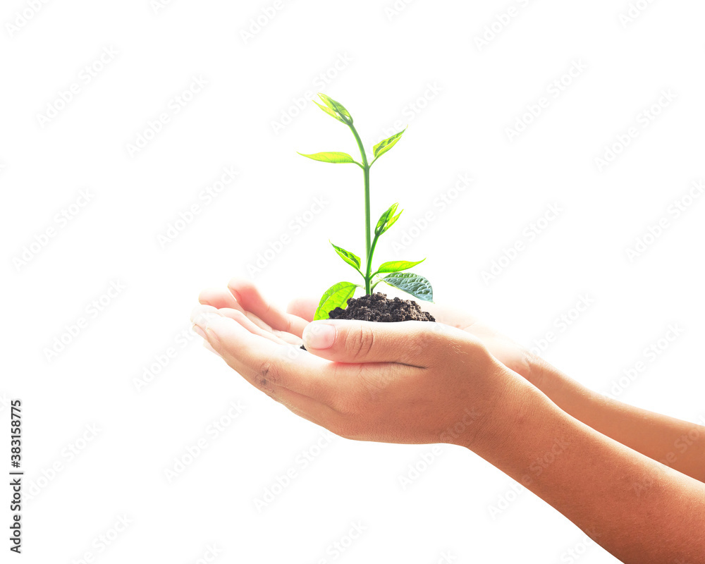 World environment day concept: Human hand holding small tree isolated on white background World environment day concept: Human hand holding small tree isolated on white background