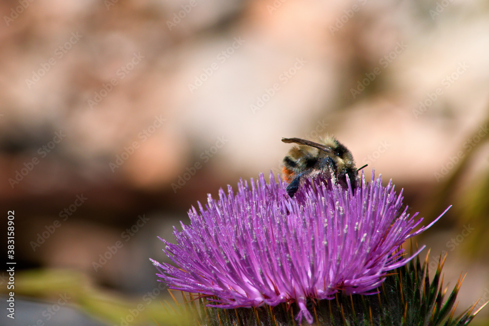 Landscapes of Marche, Italy: Castelluccio di Norcia