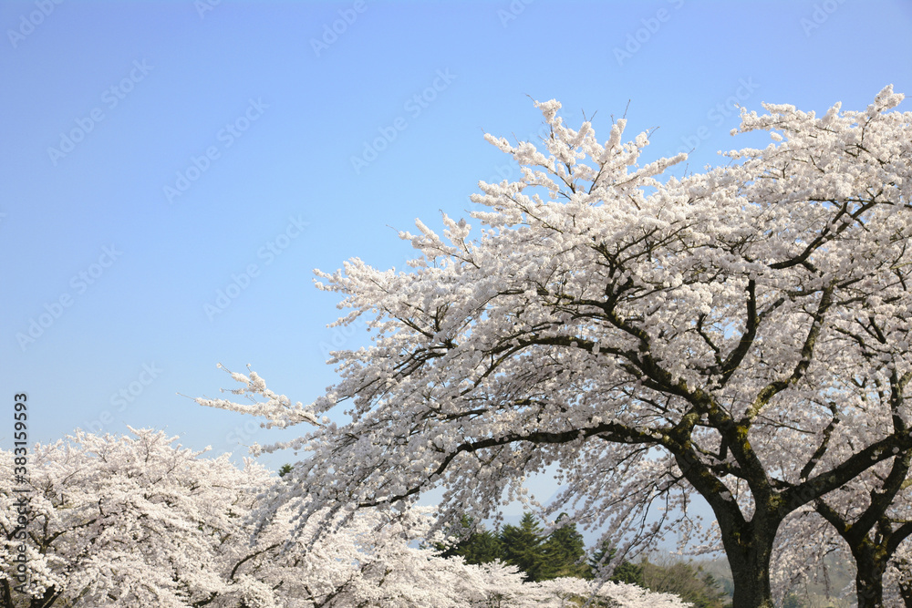 桜