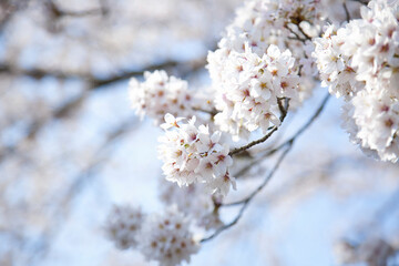Papier peint photo  桜  © Paylessimages