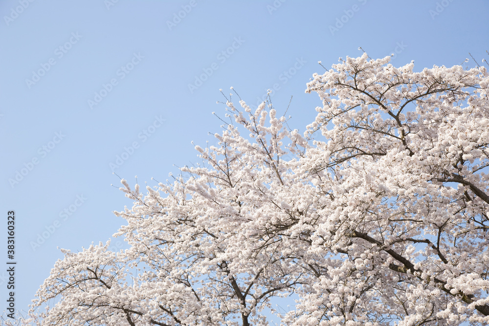桜 桜