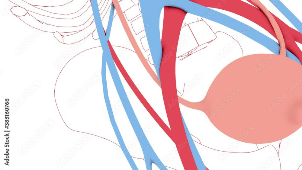 Animation of the urinary system, veins and arteries in 3d, and the skeleton line drawing. Cropped image on white background, with flat colors. That runs from the kidney through the urethra to the blad