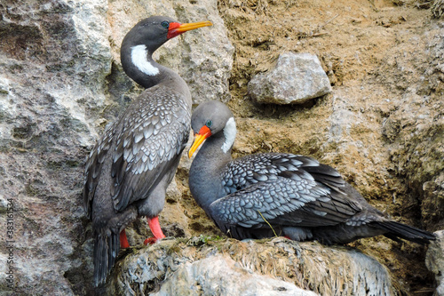 Red-legged Cormorant (Phalacrocorax gaimardi) photo