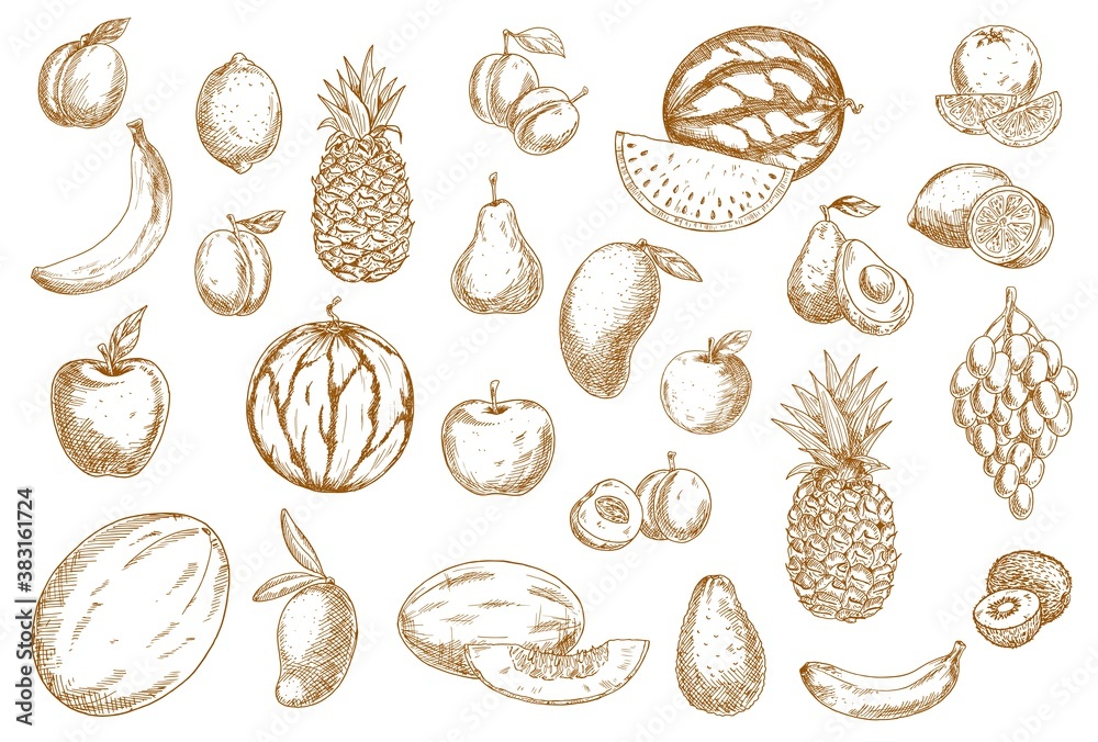 Fruits sketch, food icons of tropical exotic isolated vector hand drawn fruits. Sketch hatching fruits grape, kiwi and avocado, apple and melon, whole and cut slice juicy watermelon, banana and mango
