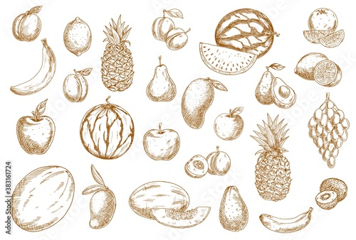 Fruits sketch, food icons of tropical exotic isolated vector hand drawn fruits. Sketch hatching fruits grape, kiwi and avocado, apple and melon, whole and cut slice juicy watermelon, banana and mango
