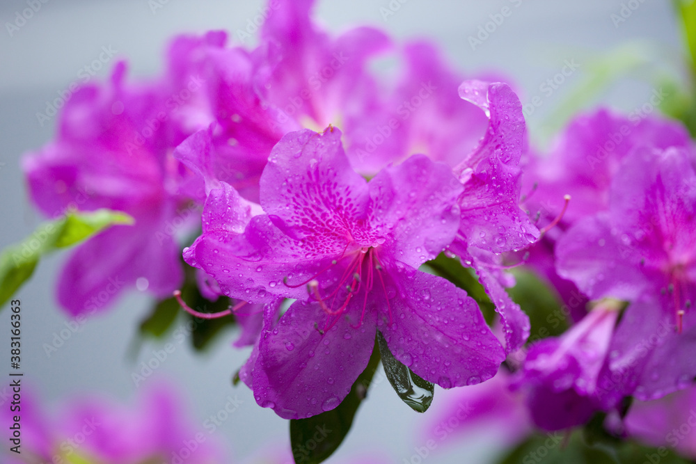 Obraz premium ツツジ