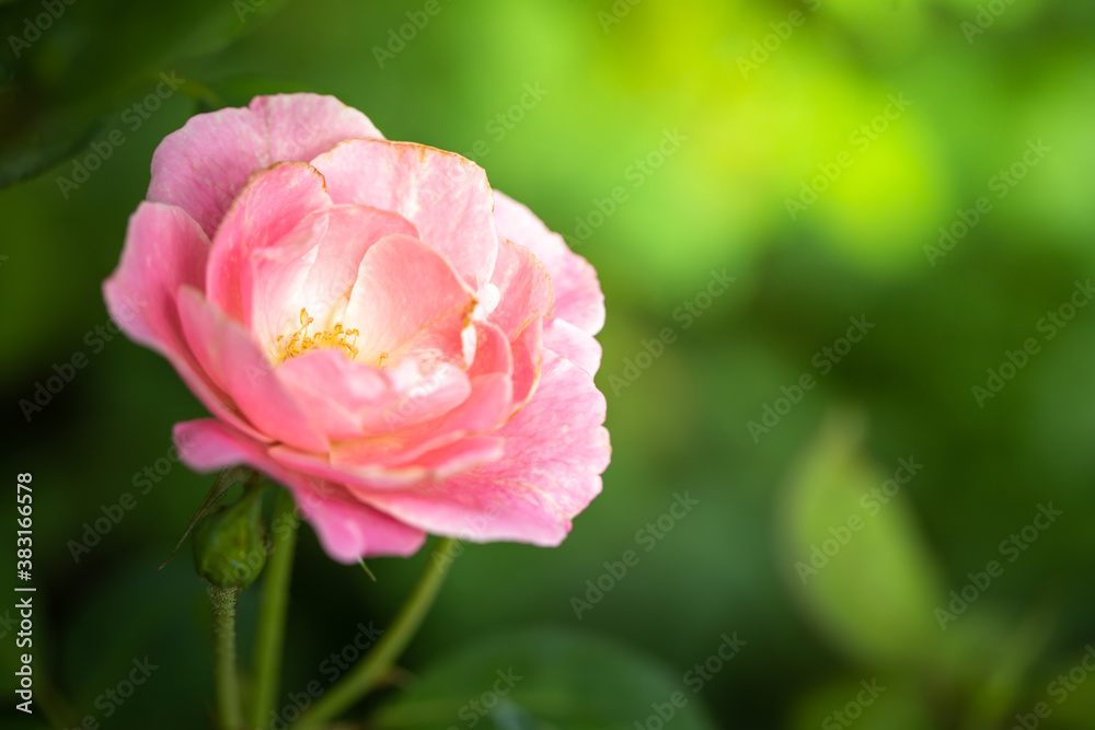 Roses in the garden Roses in the garden